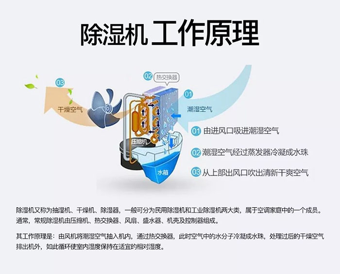 潮濕天氣狗最容易患上這種毛??！三個注意事項，鏟屎官一定要看看