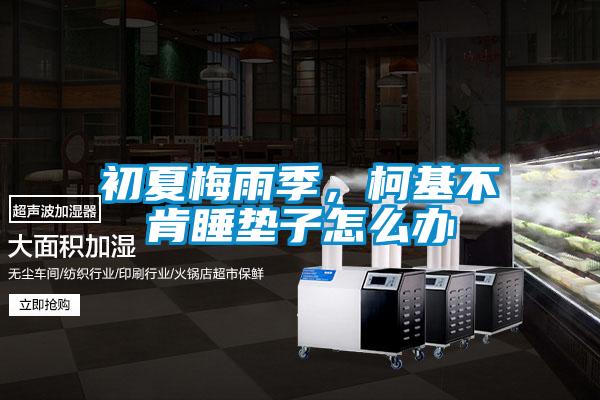 初夏梅雨季，柯基不肯睡墊子怎么辦