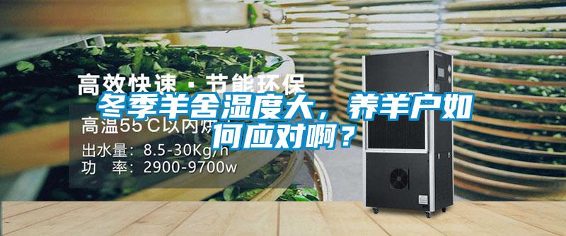冬季羊舍濕度大，養(yǎng)羊戶如何應(yīng)對(duì)啊？