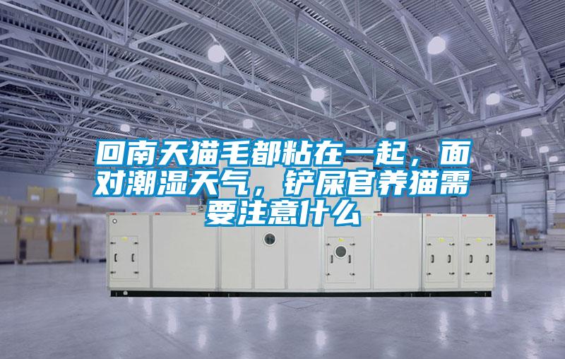 回南天貓毛都粘在一起，面對(duì)潮濕天氣，鏟屎官養(yǎng)貓需要注意什么