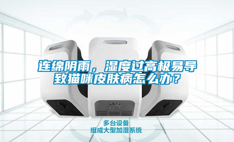 連綿陰雨，濕度過高極易導(dǎo)致貓咪皮膚病怎么辦？