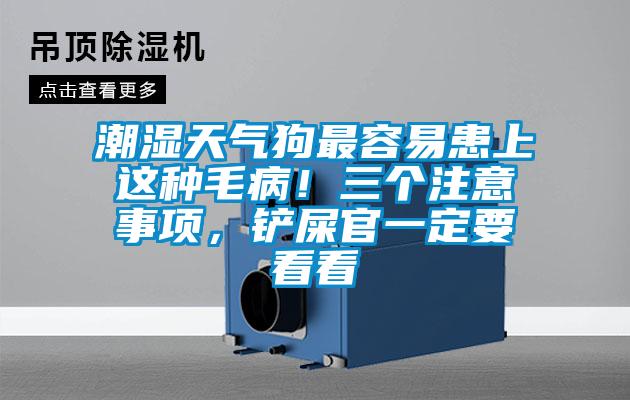 潮濕天氣狗最容易患上這種毛??！三個(gè)注意事項(xiàng)，鏟屎官一定要看看