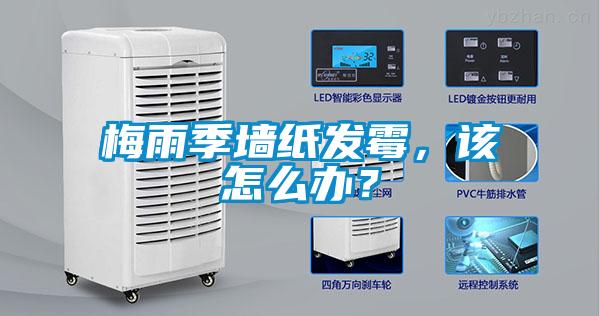 梅雨季墻紙發(fā)霉，該怎么辦？
