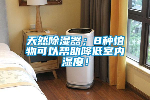 天然除濕器；8種植物可以幫助降低室內(nèi)濕度！