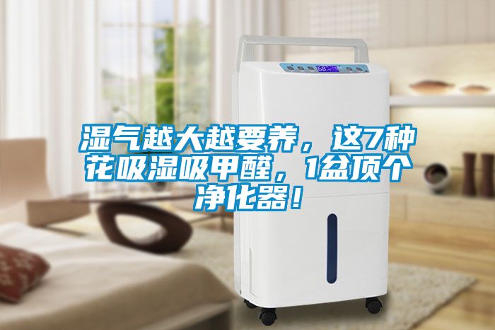 濕氣越大越要養(yǎng)，這7種花吸濕吸甲醛，1盆頂個凈化器！